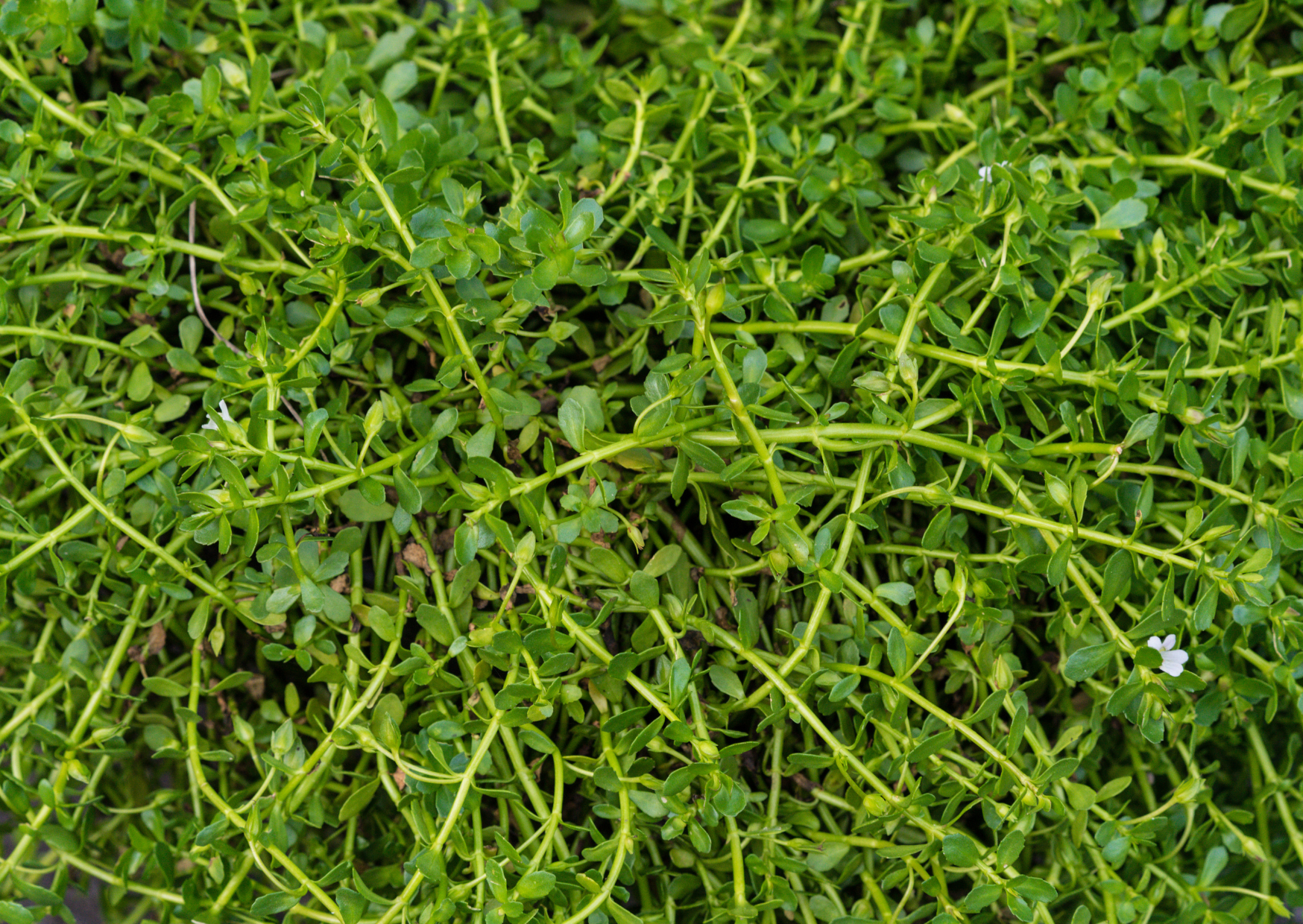 Brahmi - Die Pflanze des Geistes und der Klarheit