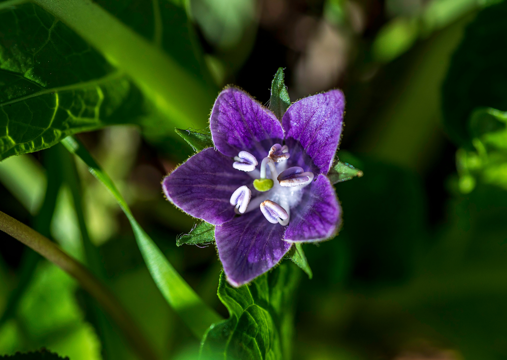 Alraune und ihre mystischen Klänge