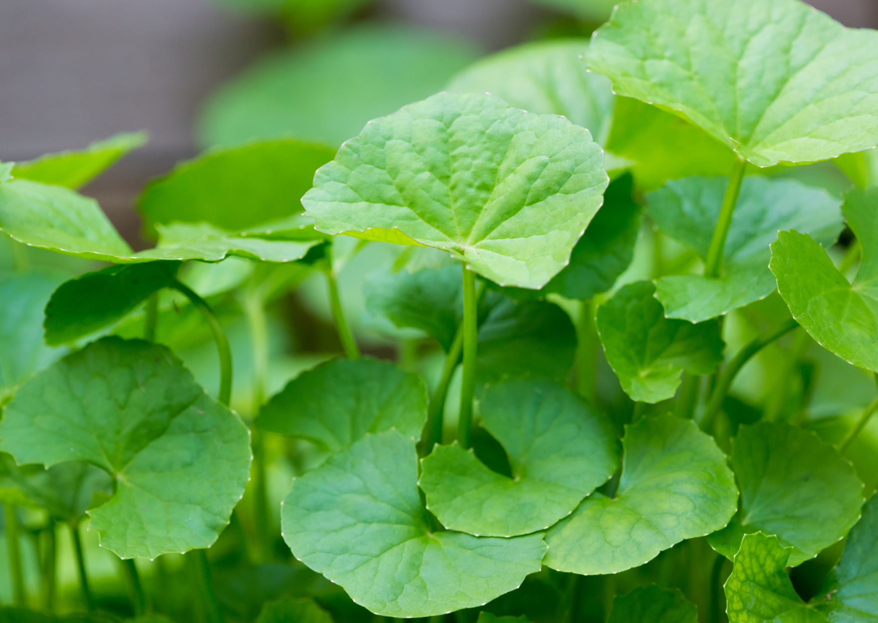 Die Klänge des Tigergras - Gotu Kola