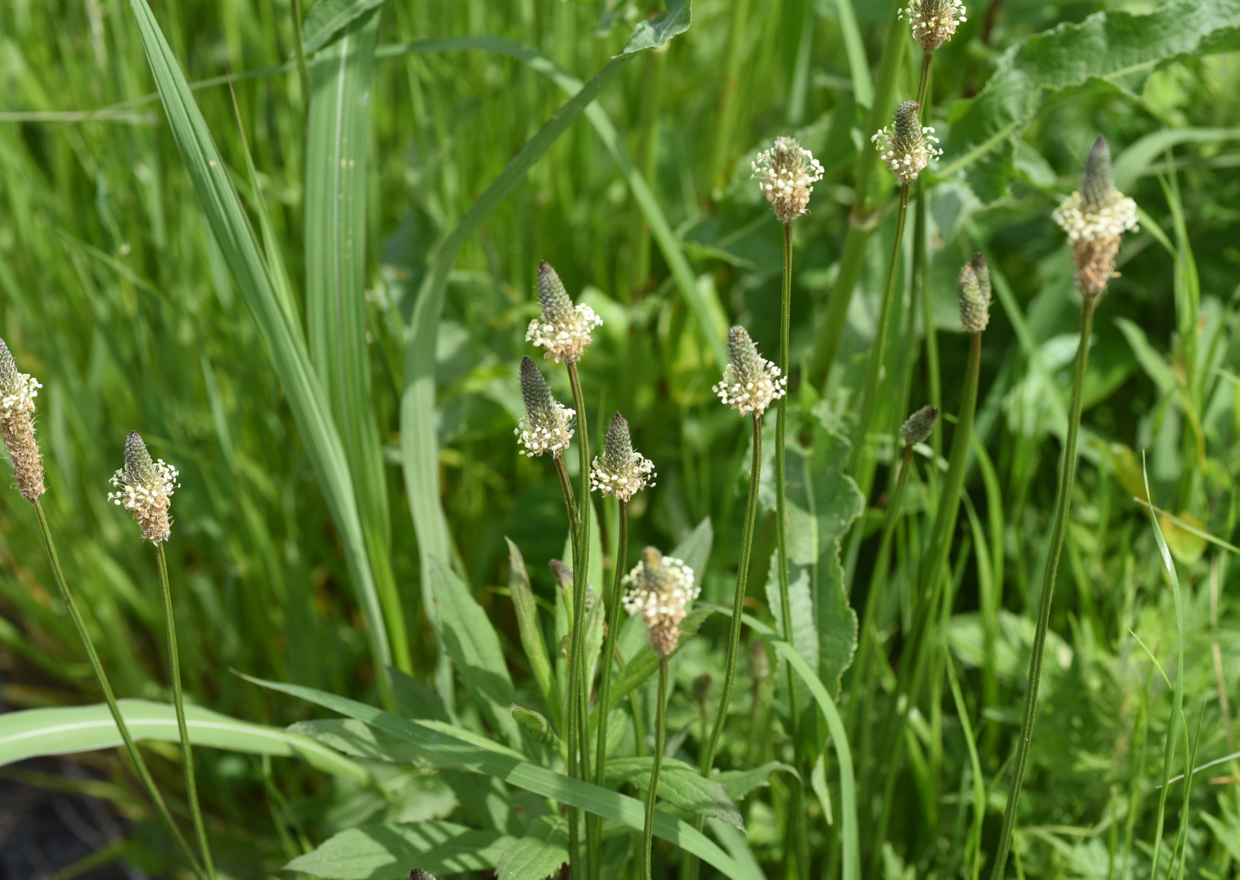 Spitzwegerich - der sanfte Heiler der Atemwege