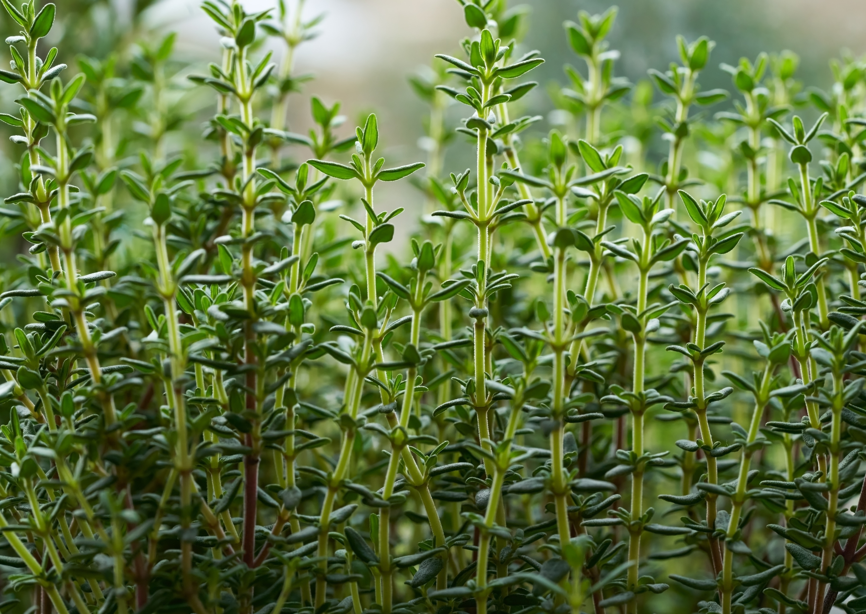 Die Klänge des Thymian