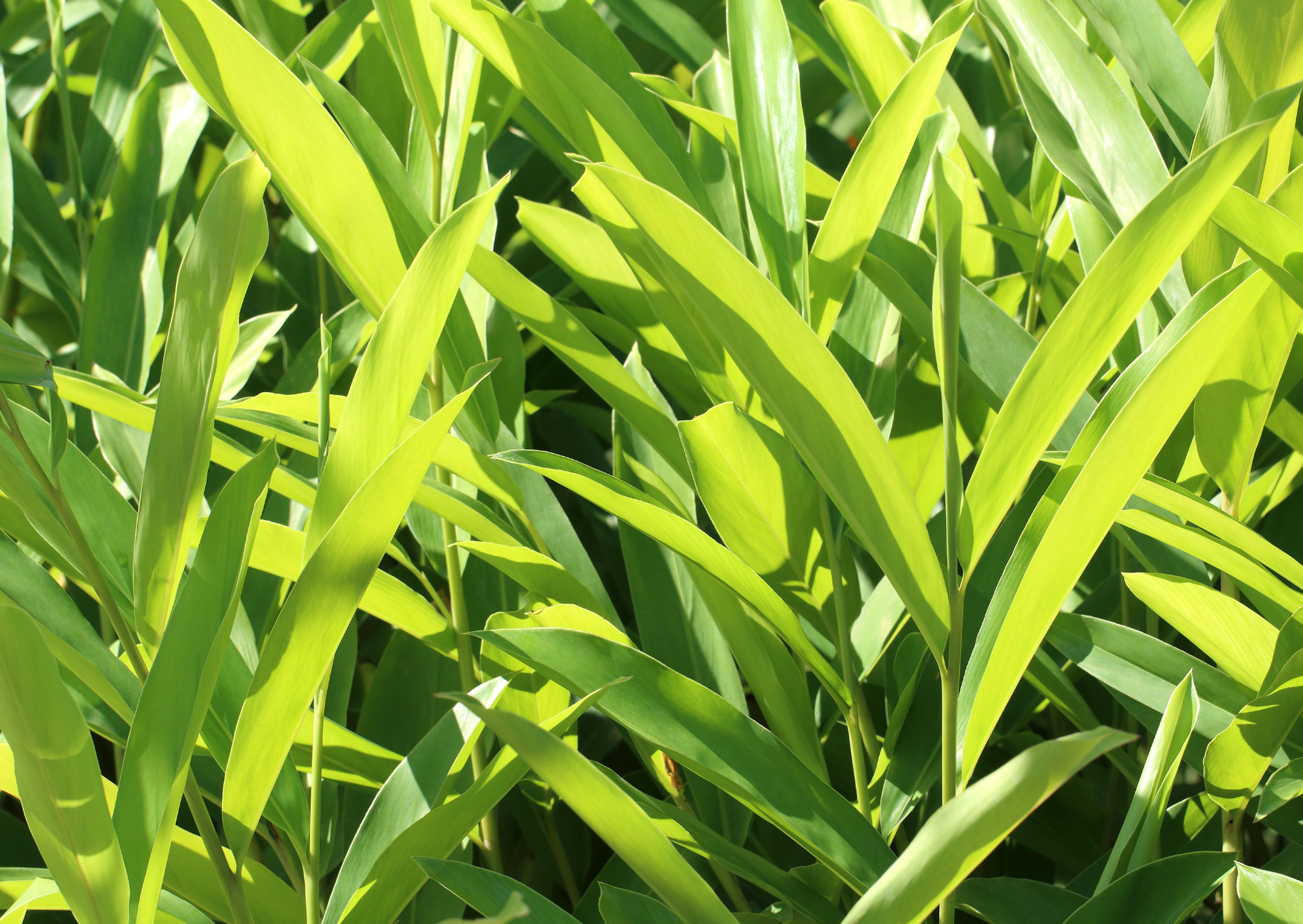 Thai-Ingwer - wärmende Klänge